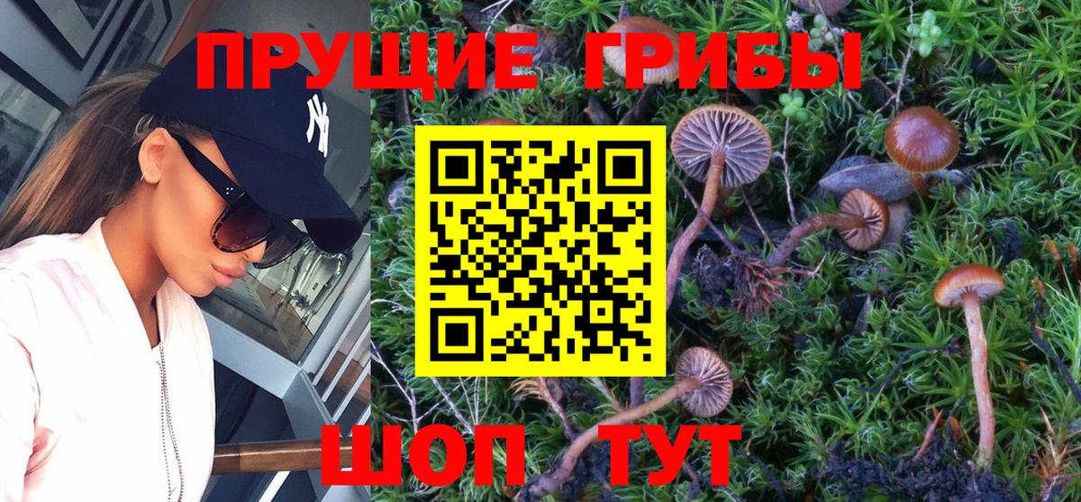 Псилоцибиновые грибы Cubensis  Галлюциногенные грибы Cubensis  Вход с VPN  Гай 